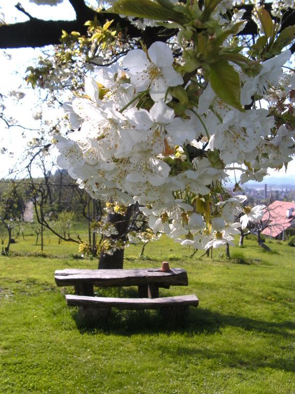 Panorama B&B Ptuj Bagian luar foto