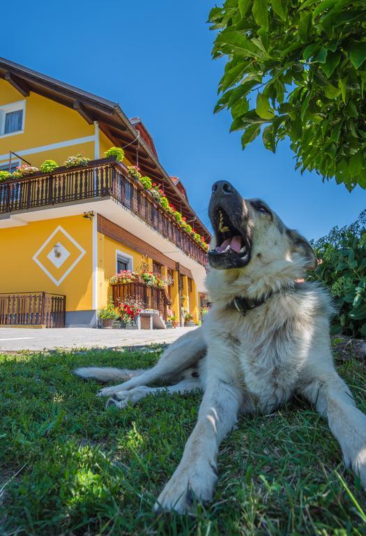 Panorama B&B Ptuj Bagian luar foto